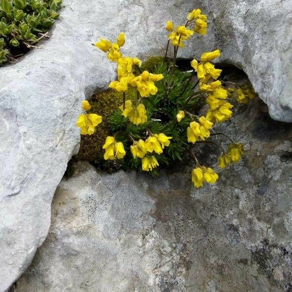 Draba aizoides Flor