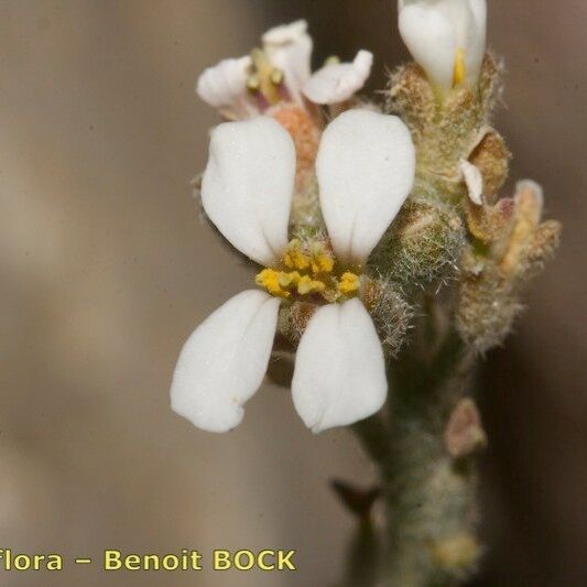 Morettia canescens 花