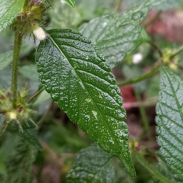 Galeopsis tetrahit ഇല