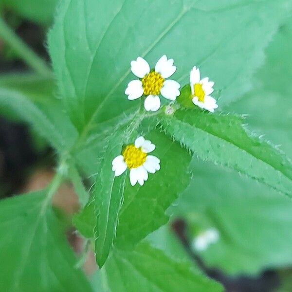 Galinsoga quadriradiata Flower