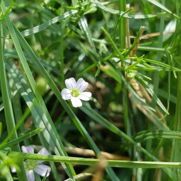 Gypsophila muralis Blüte