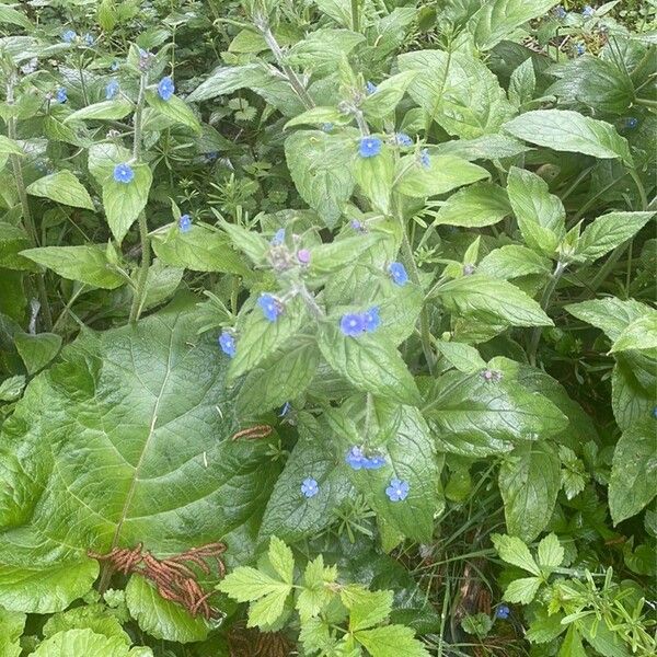 Pentaglottis sempervirens Habit