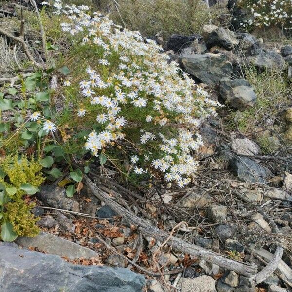 Symphyotrichum lanceolatum 花