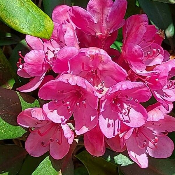 Rhododendron maximum Floare