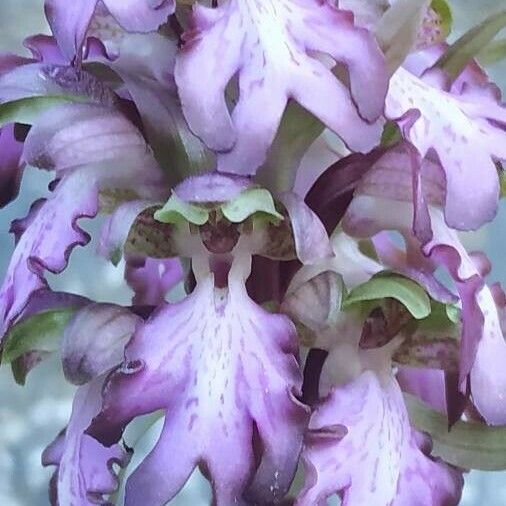Himantoglossum robertianum 花