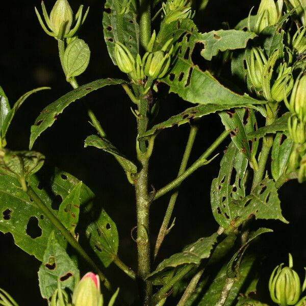 Malvaviscus arboreus Gyümölcs