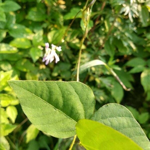 Amphicarpaea bracteata Fulla