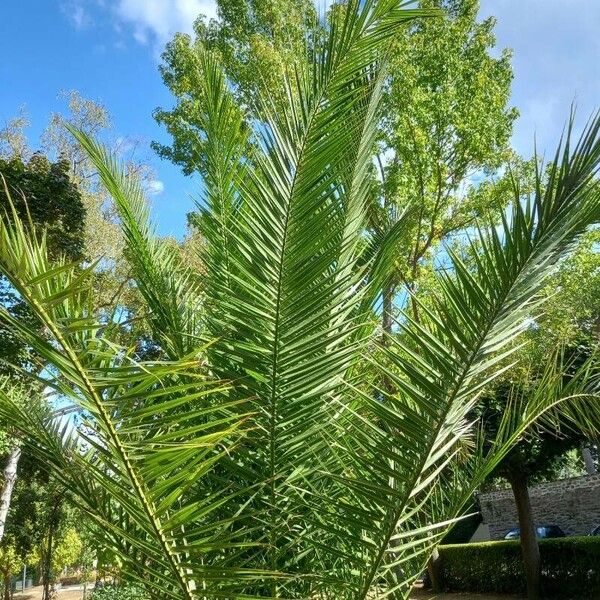 Phoenix canariensis Frunză