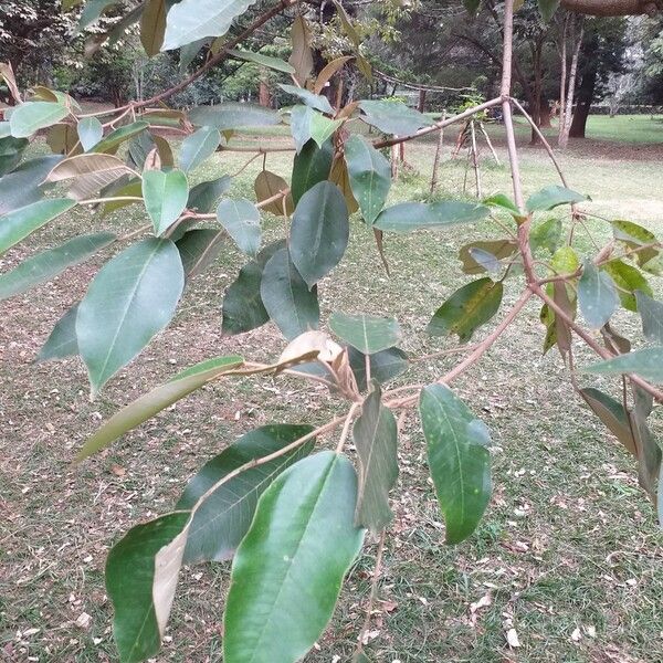 Croton megalocarpus Blad