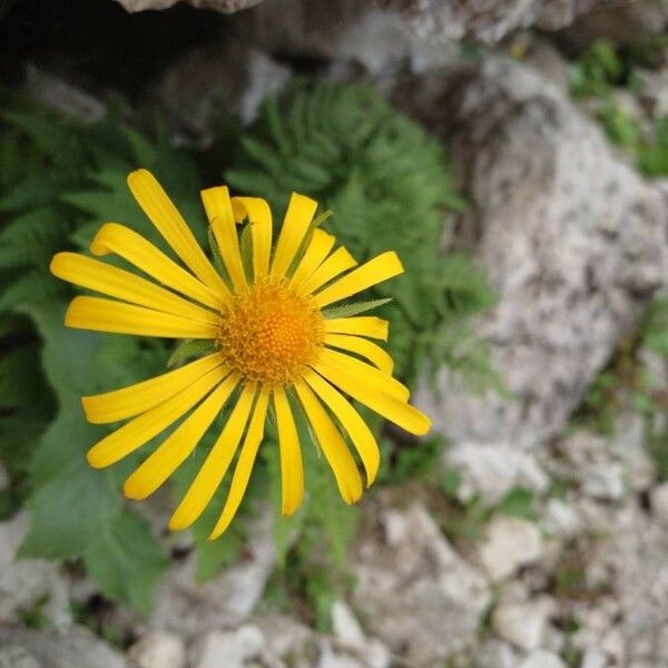 Doronicum plantagineum Kukka