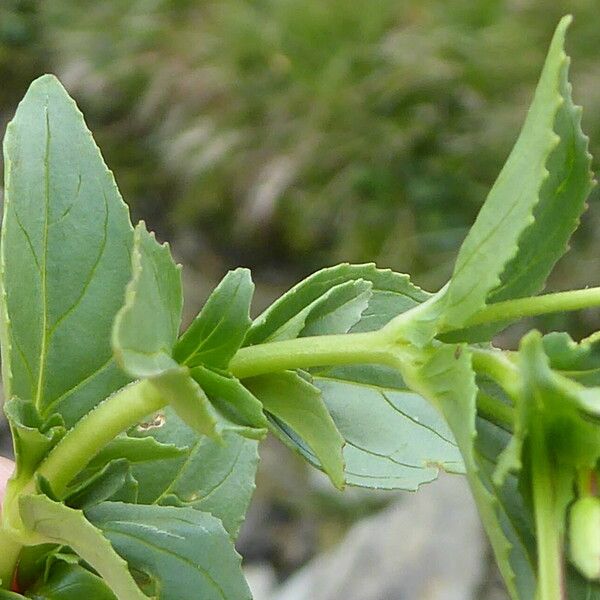 Epilobium alsinifolium برگ