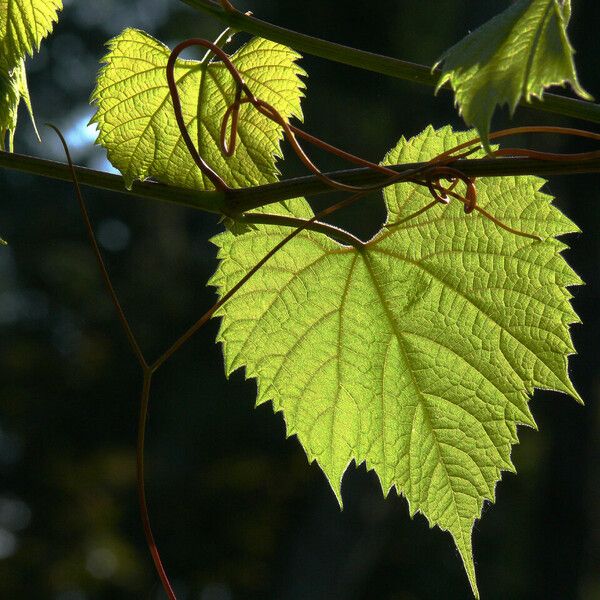 Vitis aestivalis ഇല