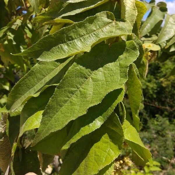 Guazuma ulmifolia Blatt