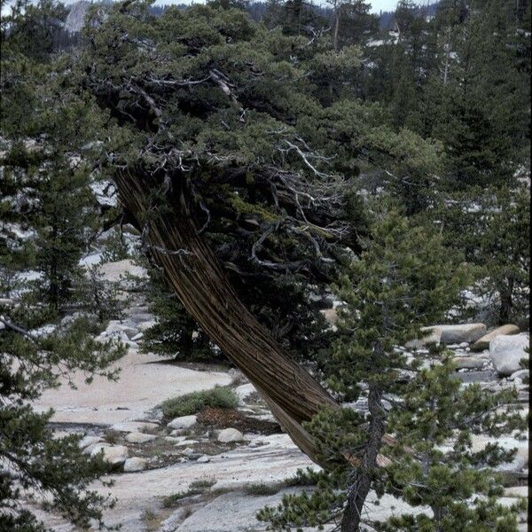 Juniperus occidentalis Характер