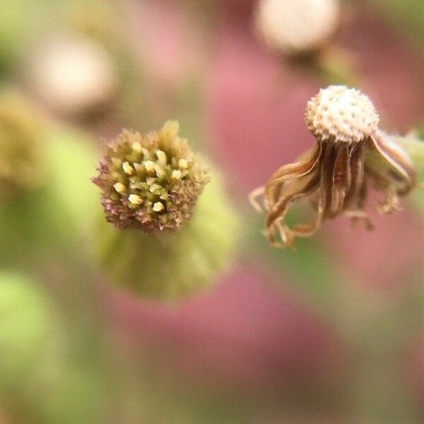 Erigeron sumatrensis Flower