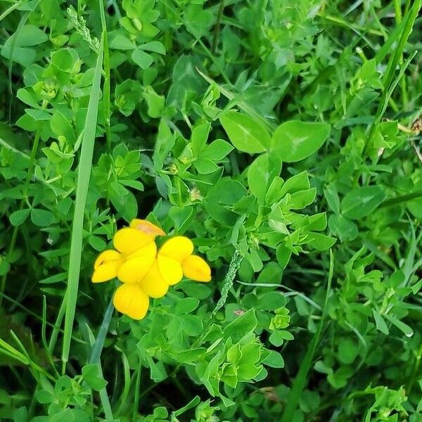 Lotus corniculatus Квітка