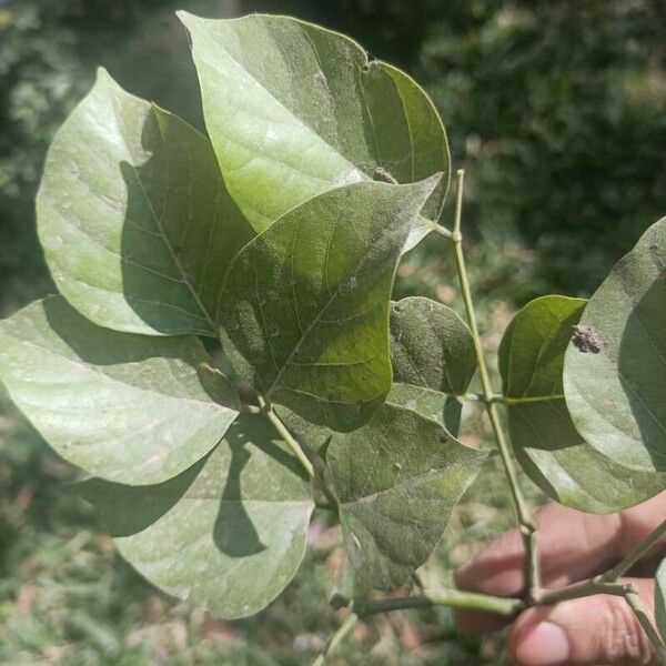 Pongamia pinnata Лист