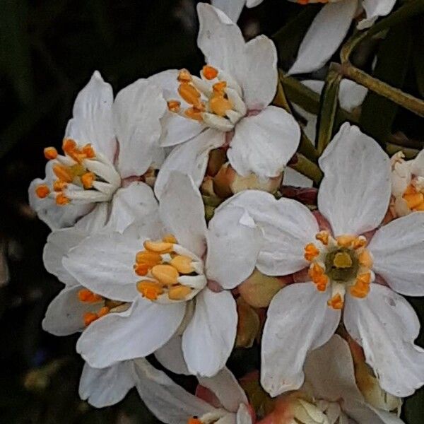 Choisya ternata Blüte