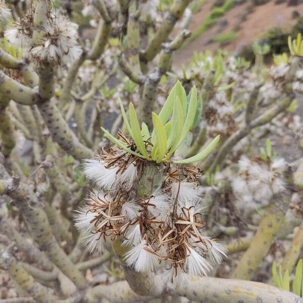 Kleinia neriifolia Ліст