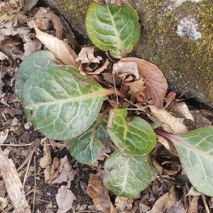 Pyrola picta Leaf