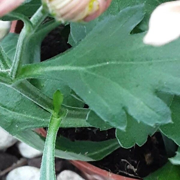 Chrysanthemum × morifolium 葉