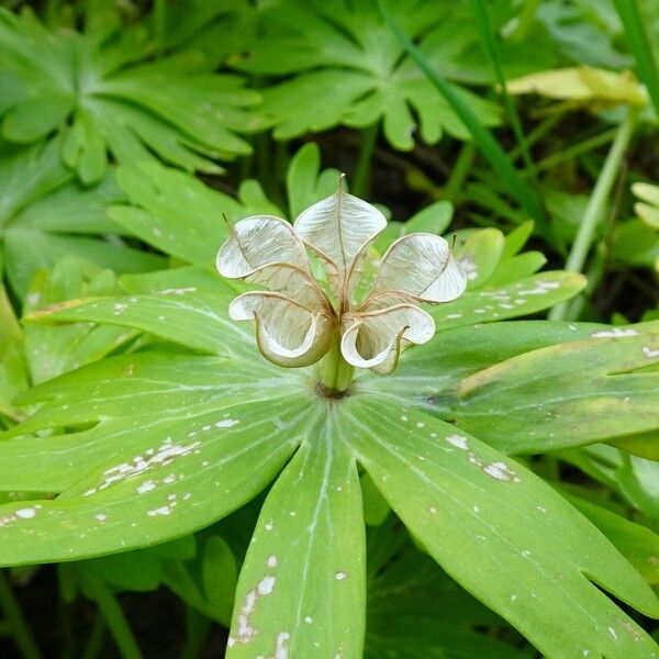 Eranthis hyemalis Ovoce