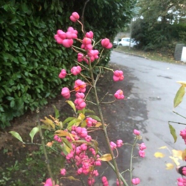 Euonymus europaeus फूल