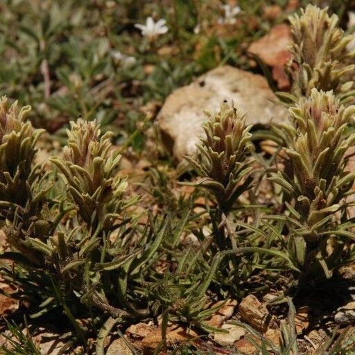 Castilleja nana (Dwarf alpine indian paintbrush)