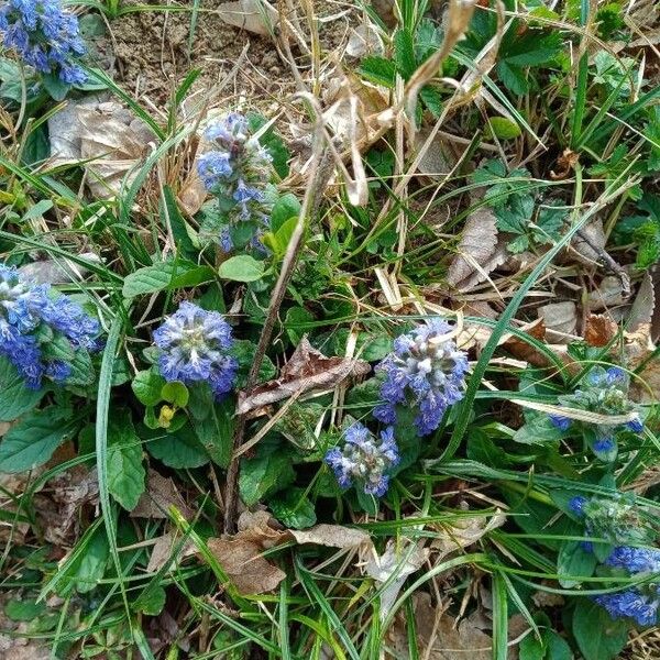 Ajuga reptans Folha