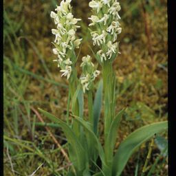 Platanthera hyperborea Květ