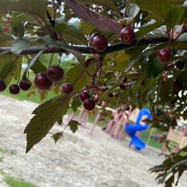 Malus hupehensis 果實