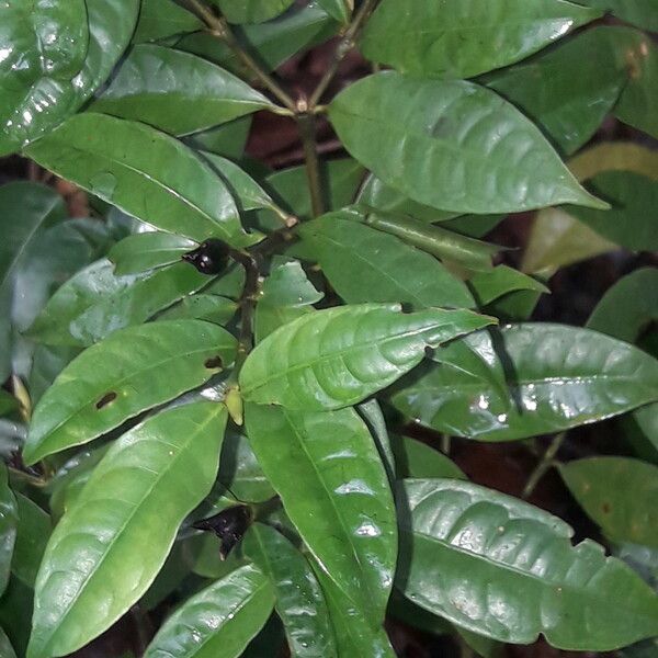 Psychotria oblonga ഇല