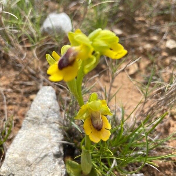 Ophrys lutea Virág