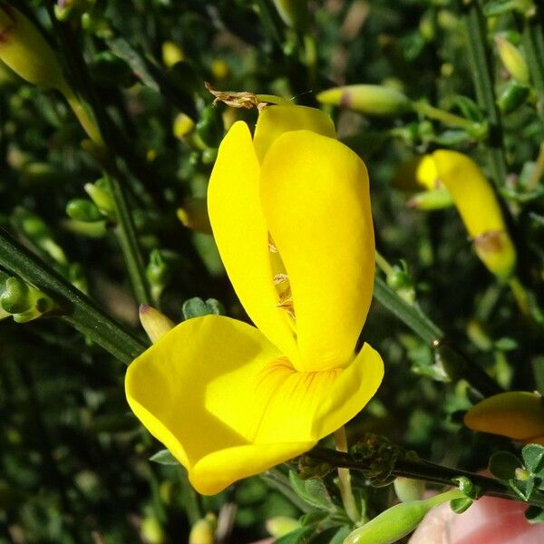 Cytisus scoparius Цвят