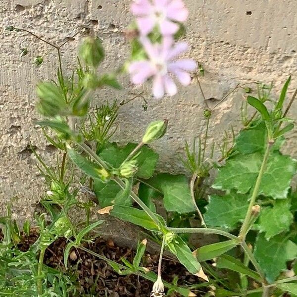 Silene apetala Leaf