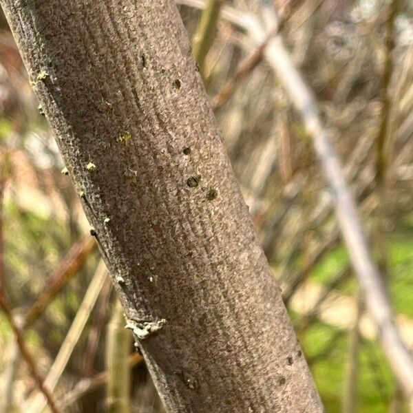 Salix gracilistyla Bark