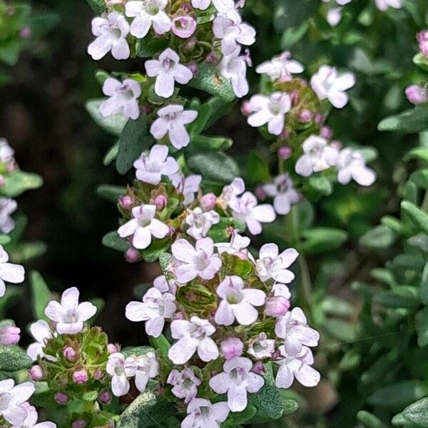 Thymus vulgaris Květ