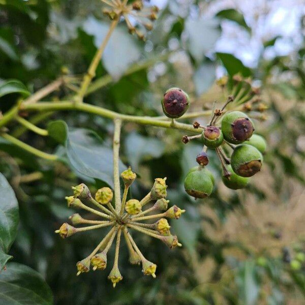 Hedera colchica Frukt