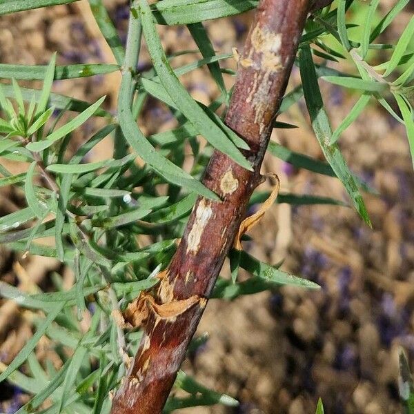 Linaria purpurea 树皮