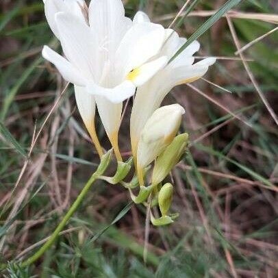 Freesia leichtlinii Fleur