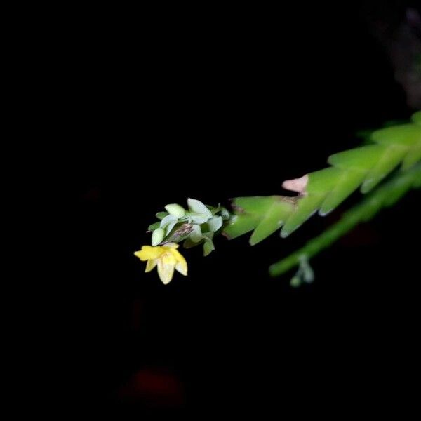 Lockhartia micrantha Flower