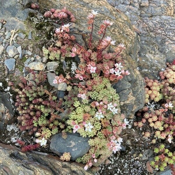 Sedum hirsutum Habit