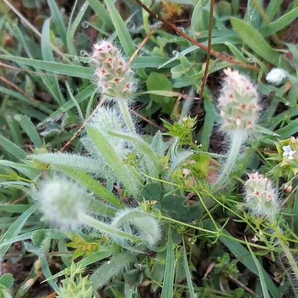 Plantago bellardii Flors