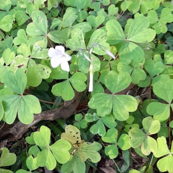 Oxalis linarantha