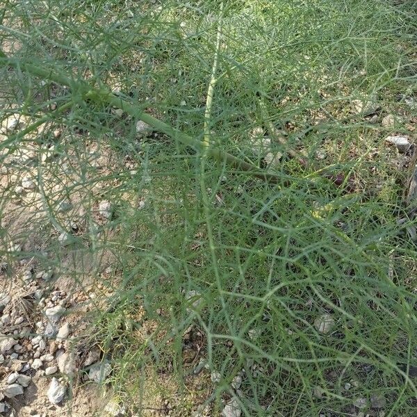 Asparagus officinalis Blad