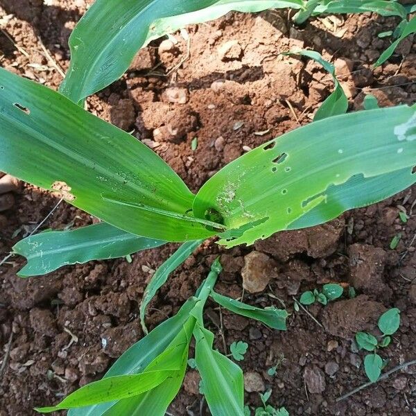 Zea mays Ліст