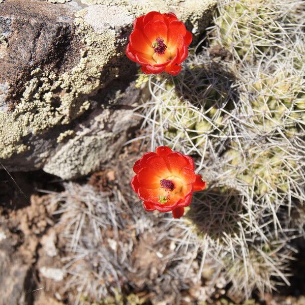 Echinocereus triglochidiatus Συνήθη χαρακτηριστικά