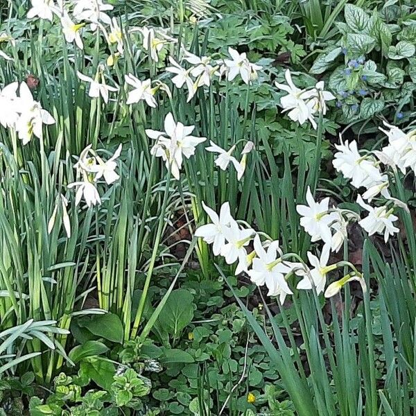 Narcissus triandrus Flower