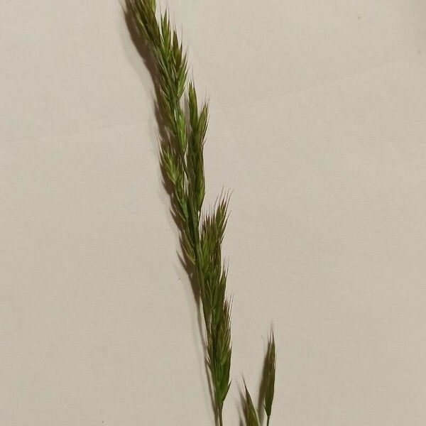 Festuca rubra Flower