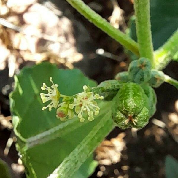 Croton bonplandianus Fiore